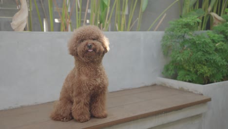 fluffy brown poodle on a bench