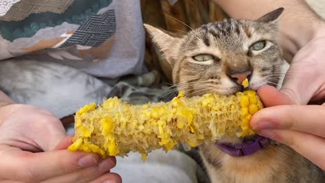 funny kitty eating a corncob