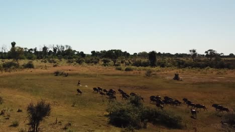 aerial fly over view of a large herd lechwe antelope, springbok and zebras, herd of cape buffalo grazing and running in the okavango delta, botswana, africa