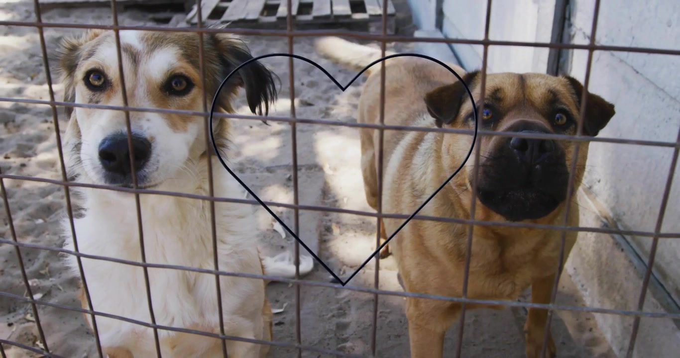 Aparece un corazón azul que provoca que perros jadeen, ladeen la cabeza, ladren y olfateen detrás de una valla de alambre