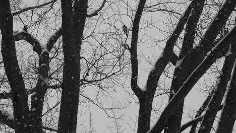 Un-Pájaro-Descansando-En-Una-Rama-Durante-Una-Tormenta-De-Invierno-Tratando-De-Permanecer-Como-Gusano