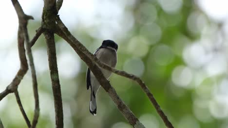 Mit-Blick-Auf-Die-Rechte-Seite-Des-Rahmens,-Während-Er-Auf-Einem-Ast-Im-Schatten-Des-Baumes-Sitzt,-Windiger,-Schöner-Tag,-Bar-Winged-Flycatcher-Shrike,-Hemipus-Picatus,-Khao-Yai-Nationalpark,-Thailand