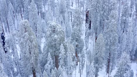 Imágenes-Aéreas-De-4k-Del-Parque-Nacional-Secoya-Cubierto-De-Nieve-4