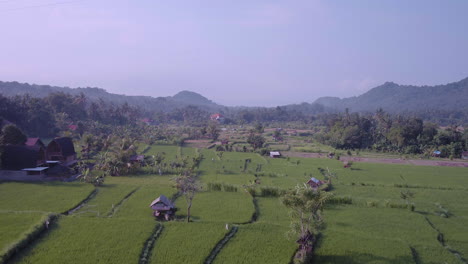 green ricefield terrace in bali indonesia with small houses.