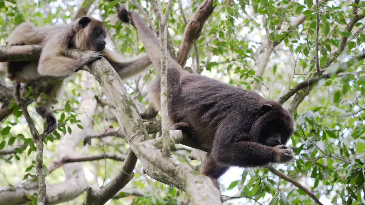 dos monos aulladores en el dosel de los árboles, uno se rasca un picor