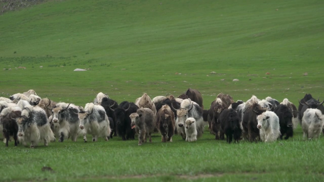 Yakherde weidet auf grüner Weide in der Mongolei