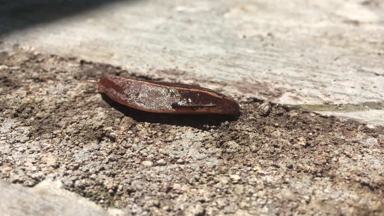 sanguijuelas bajo la luz del sol