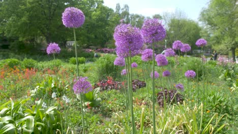 violet flowers standing tall in green grass park field