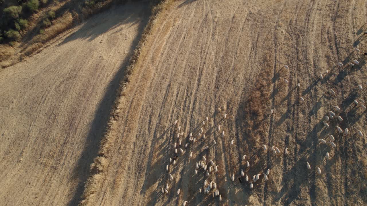 drone aéreo alejar el disparo sobre el rebaño de cabras pastando a lo largo de hierba seca sobre pastizales en el torcal de antequera, españa en un día soleado