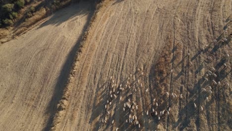 aerial drone zoom out shot over herd of goats grazing along dry grass over grasslands in el torcal de antequera, spain on a sunny day