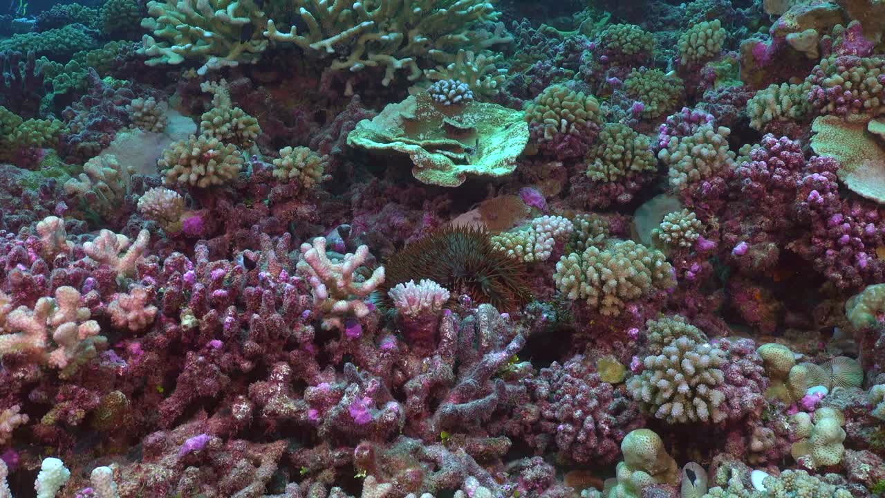 Stella marina corona di spine che mangia corallo su una barriera corallina tropicale