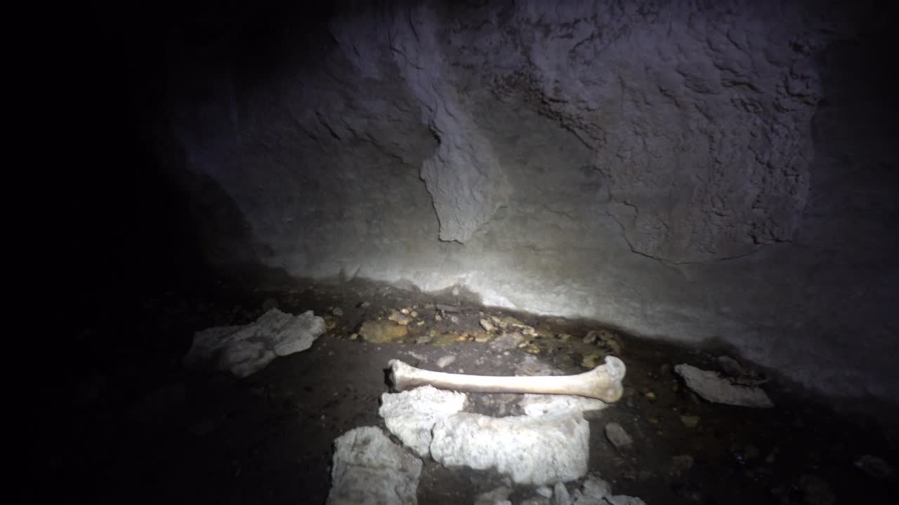 A calcified moa femur lying on floor of bone bed found in New Zealand Cave