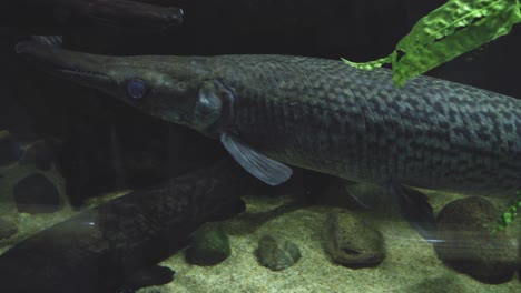 Cocodrilo-Gar-Nadando-En-Un-Acuario-En-Gdynia,-Polonia