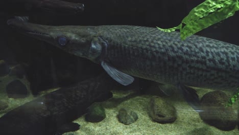 cocodrilo gar nadando en un acuario en gdynia, polonia