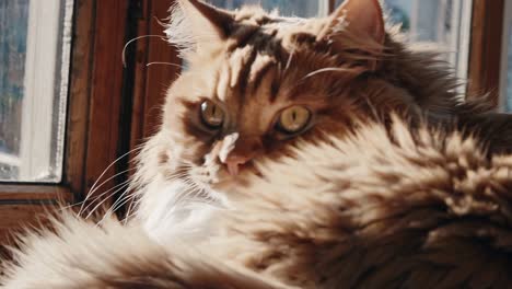 orange maine coon cat by the window