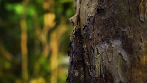 familia de hormigas detrás de la cáscara de un árbol