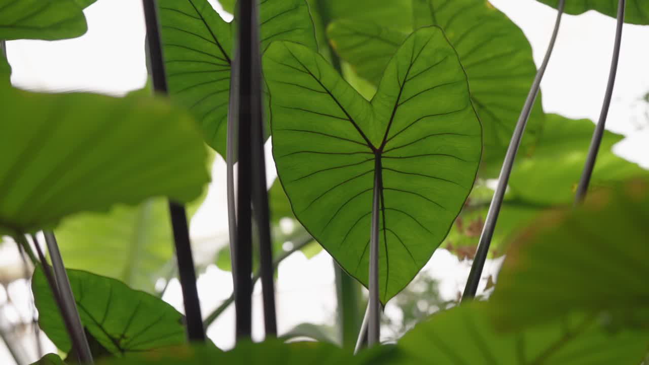 Plusieurs feuilles de Colocasia esculenta dans un environnement de forêt tropicale
