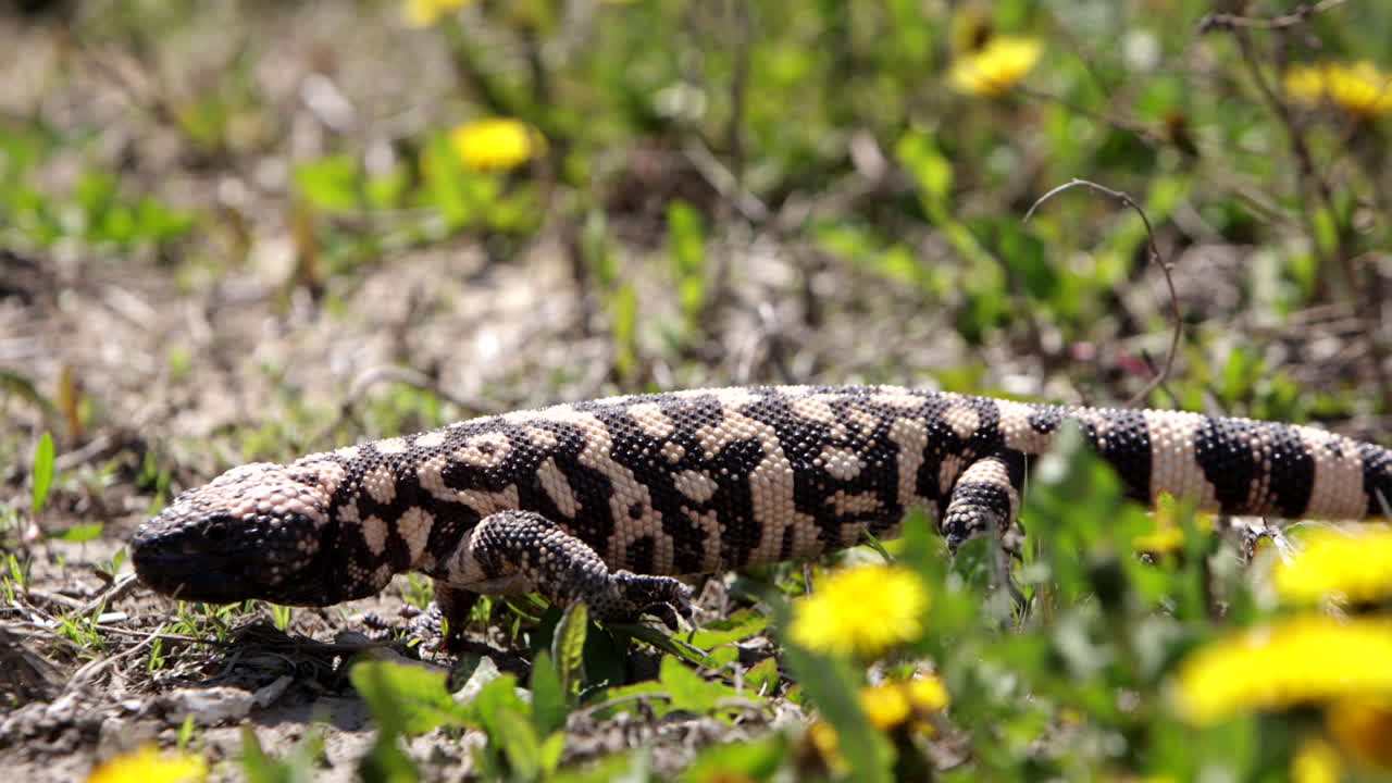 monstruo de gila caminando en cámara lenta