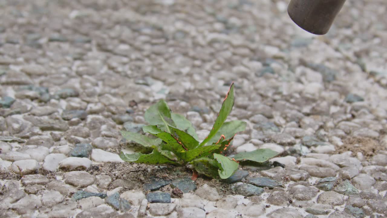 Weed burner being used to burn weeds growing between garden tiles in slow motion