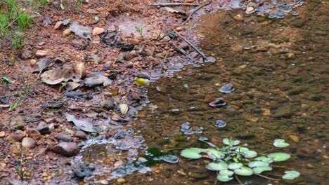 Bachstelze-Motacilla-Cinerea-Watet-Im-Wasser-Bei-Der-Nahrungssuche-Am-Rande-Eines-Steinigen-Baches,-Khao-Yai-Nationalpark,-Thailand