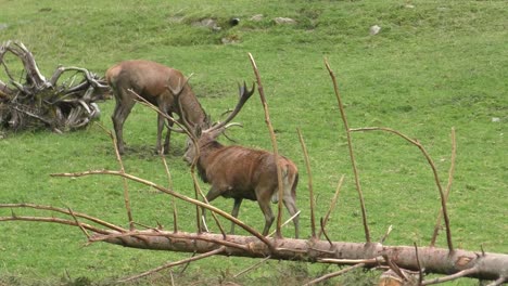 un par de ciervos con astas afuera comiendo pasto en el zoológico, uno sacudiendo su cuerpo y el otro descansando en el suelo