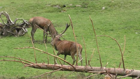 pair of deer with antlers outside eating grass at zoo with one shaking its body and the other resting on the ground