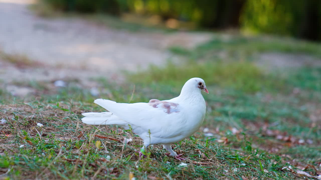 Wild birds walks outdoor in a park. Pigeon walking on a grass.