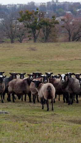 Group of black-muzzled sheep stand looking into camera. Small cattle pasturing in the field. Village at backdrop. Vertical video