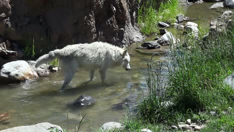 Zwei-Weiße-Wölfe-In-Der-Natur-Stehen-In-Einem-Bach