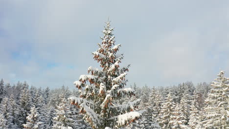 tall fir tree covered in cones on the background of a snowy forest