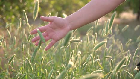 pov scene woman's hand touching and passing through grassy plains and plants moved by the wind