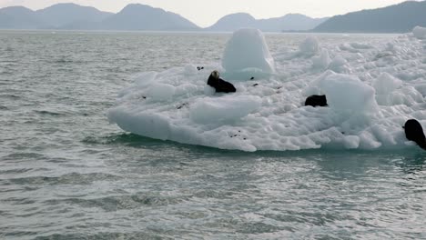 sea lions jumping from iceberg into cold ocean water