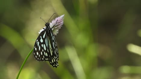 mariposa relajándose en la flor.verde