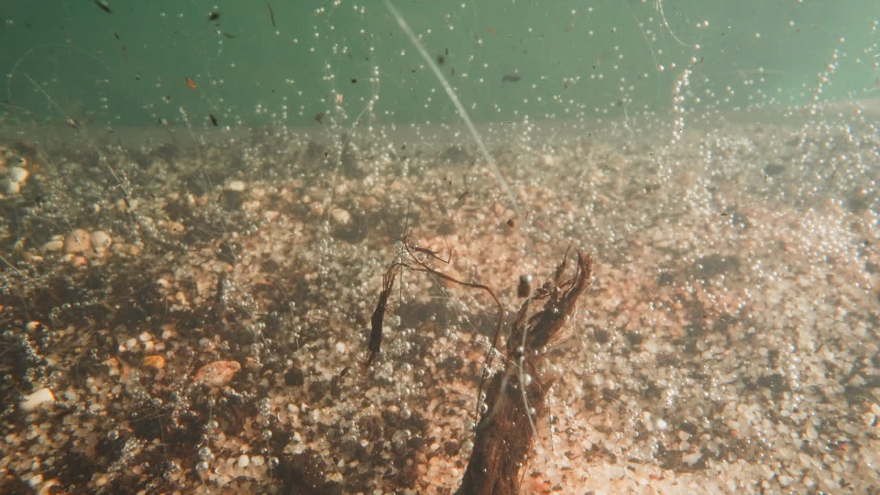 작은 거품이 바위와 잎으로 연못 바닥에서 올라옵니다.