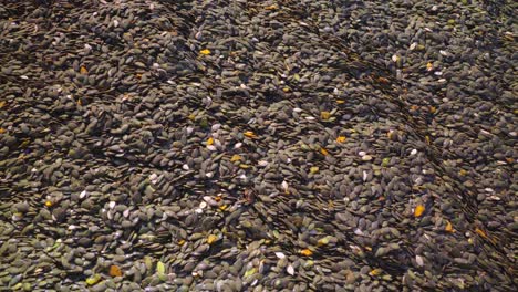 pumpkin seeds at the farmland after harvest