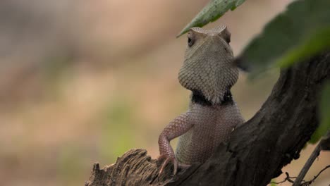 Lagarto-De-Jardín-Indio-Mirando-Vista-De-Cerca