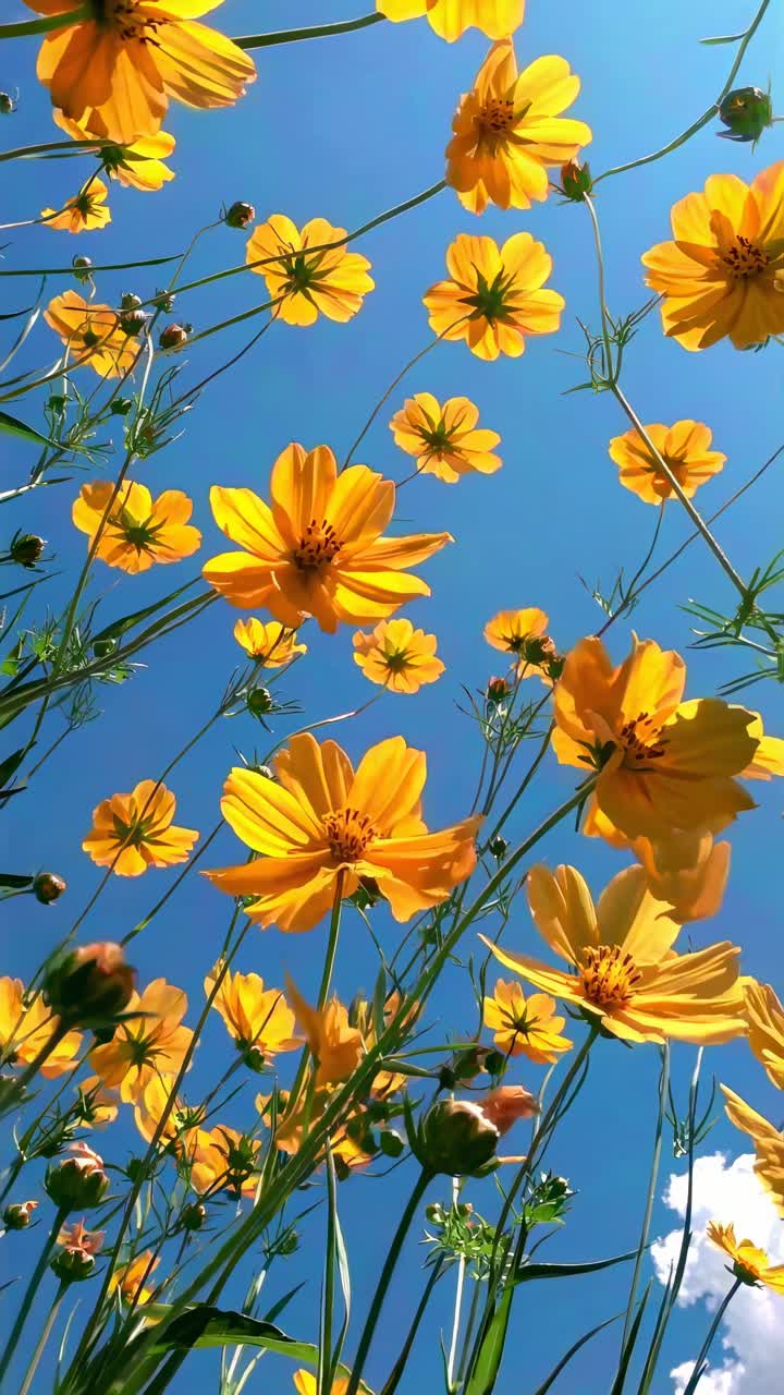 Low-angle shot of vibrant yellow flowers against a clear blue sky, creating a lively