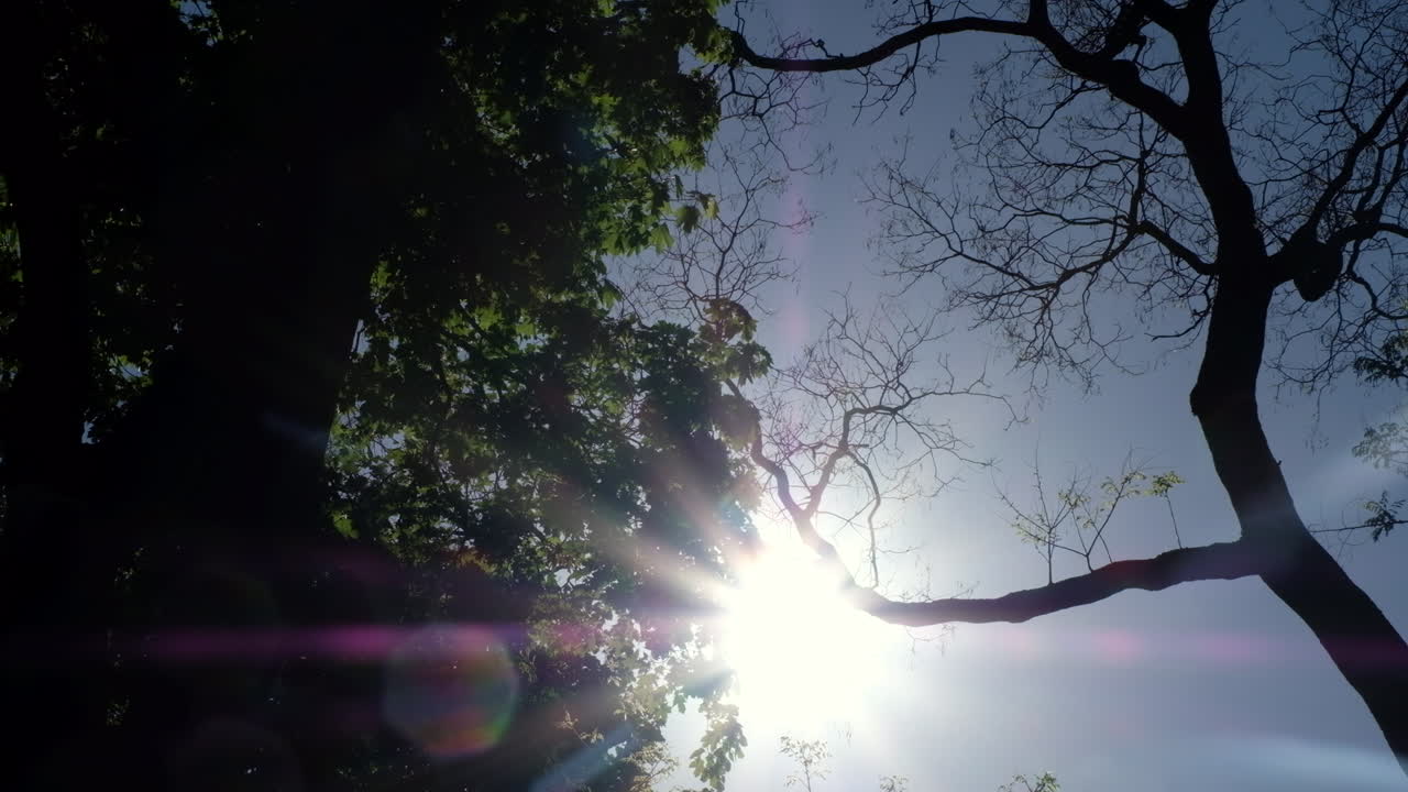 Low angle view of the sun peeking through trees with the blue sky in the background