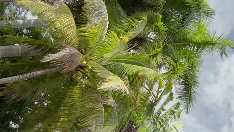Palm-trees-with-coconuts-and-green-branches-moving-by-the-wind,-sky-on-the-background