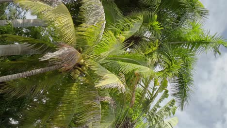 palmeras con cocos y ramas verdes moviéndose por el viento, cielo en el fondo