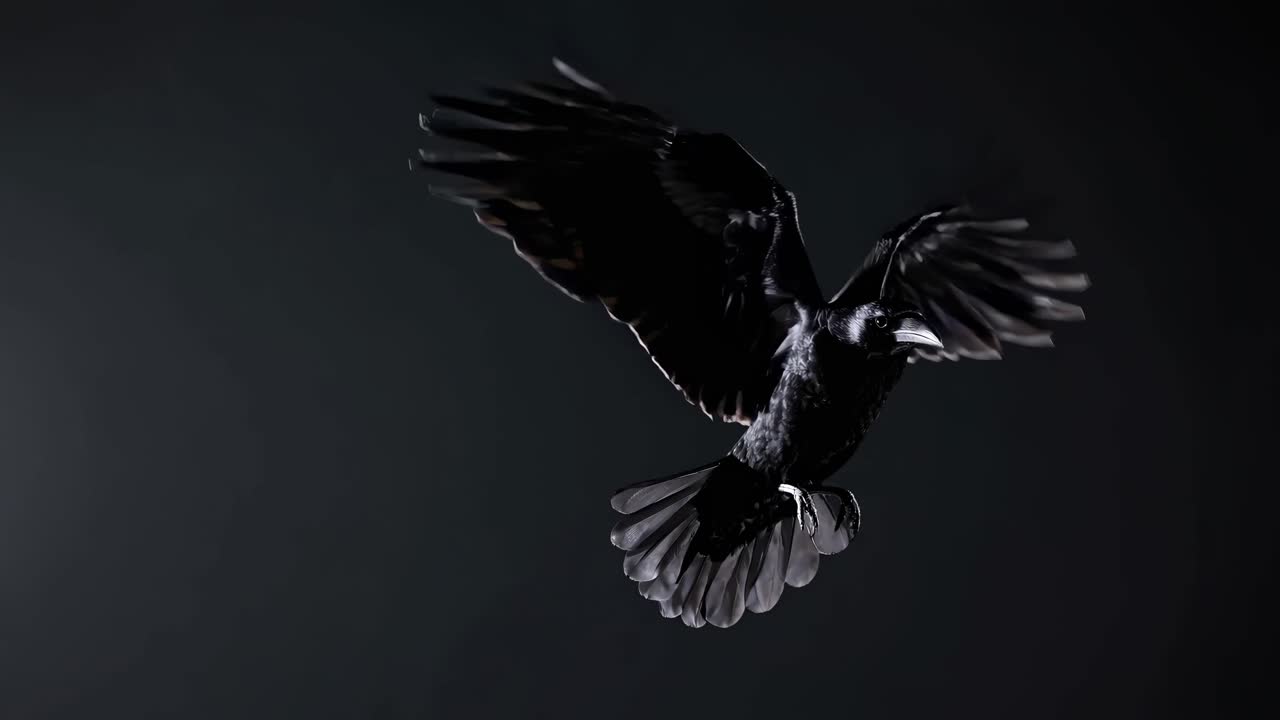 A dramatic video still of a crow in flight, captured from a low-angle against a dark background
