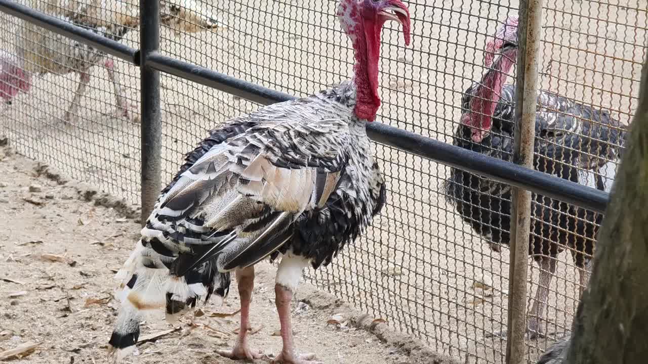 pavos en un recinto del zoológico