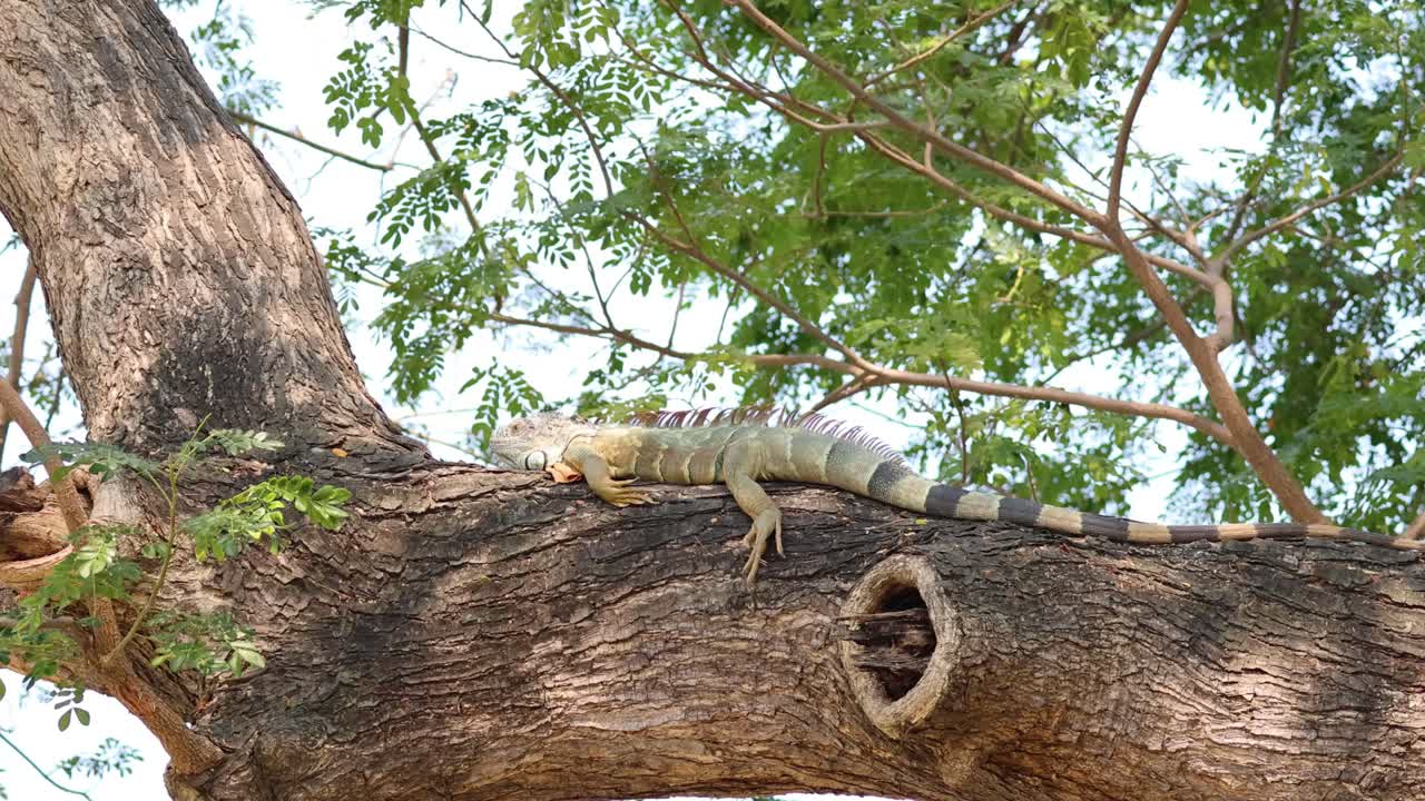 игуана неуклонно движется по ветви дерева.