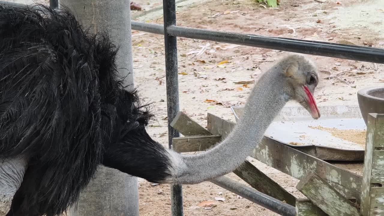Ostrich in a Zoo