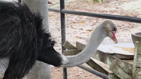 ostrich in a zoo