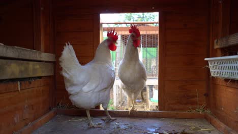 two white leghorn chickens in coop