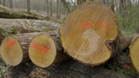 Stacked and marked sustainable tree trunks cut down in deforestation disease control or logging industry