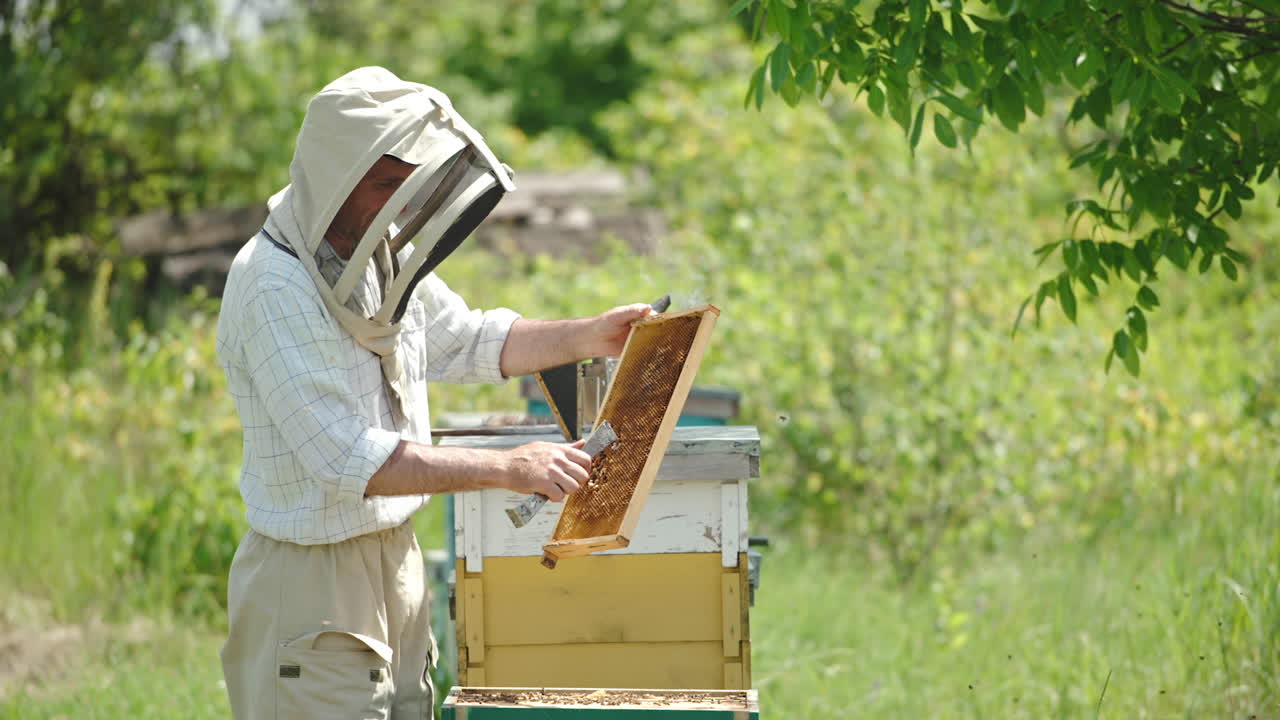 Male apiarist uses metal tool to clean the frames of honeycomb. Bee farmer examining his farm on sunny summer day.