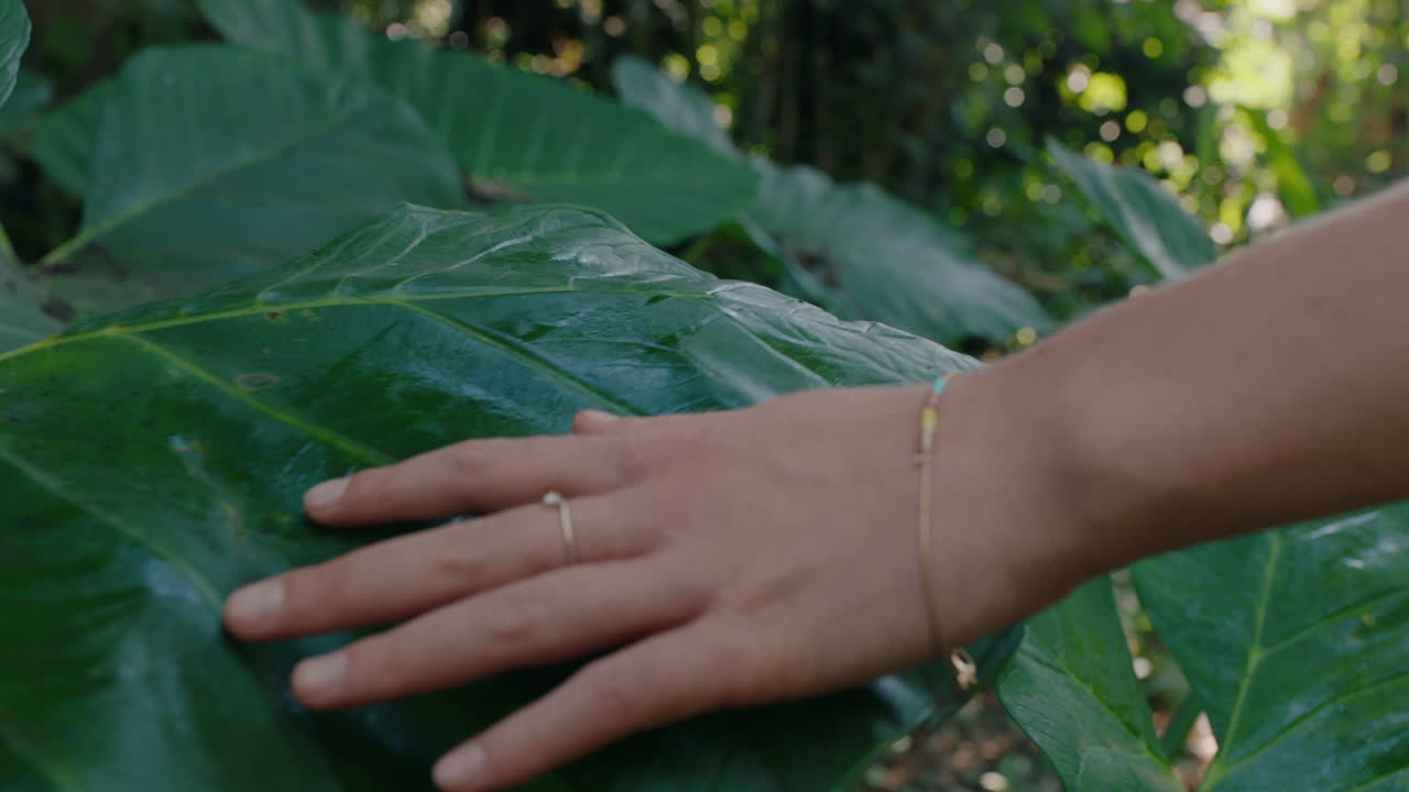 cerca de la mano de la mujer tocando las plantas caminando en el bosque explorando la exuberante selva tropical disfrutando de la belleza natural 4k