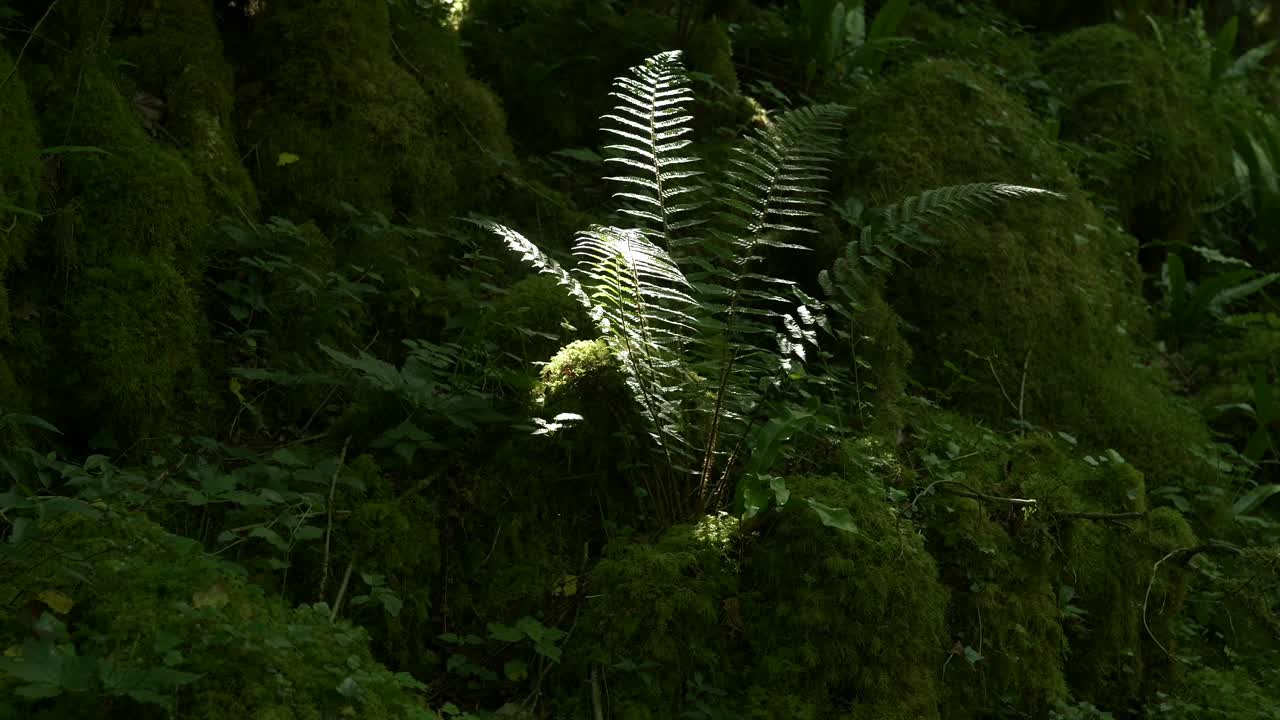 Soft Shield Fern (Polystichum Setiferum) in Shaded Mossy Forest – Gourgue d’Asque, Pyrenees, France